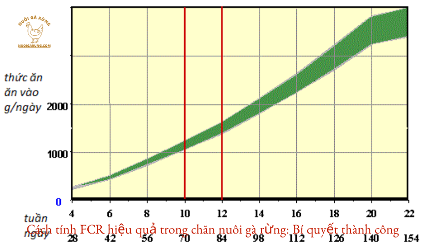 Read more about the article Cách tính FCR hiệu quả trong chăn nuôi gà rừng: Bí quyết thành công