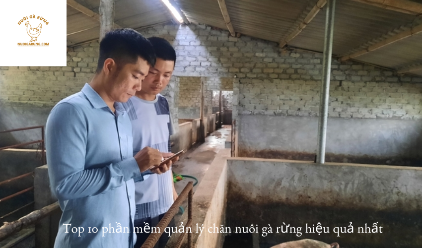 Read more about the article Top 10 phần mềm quản lý chăn nuôi gà rừng hiệu quả nhất