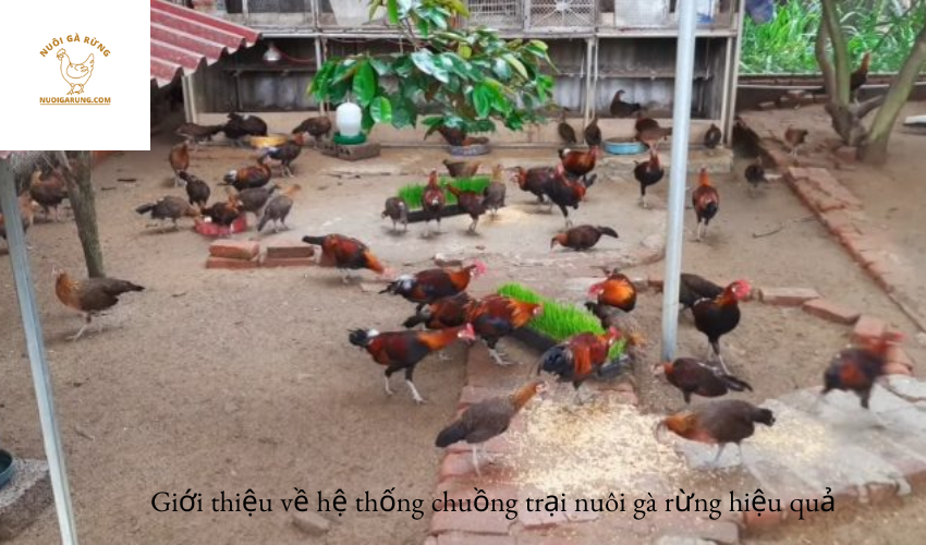 Read more about the article Giới thiệu về hệ thống chuồng trại nuôi gà rừng hiệu quả